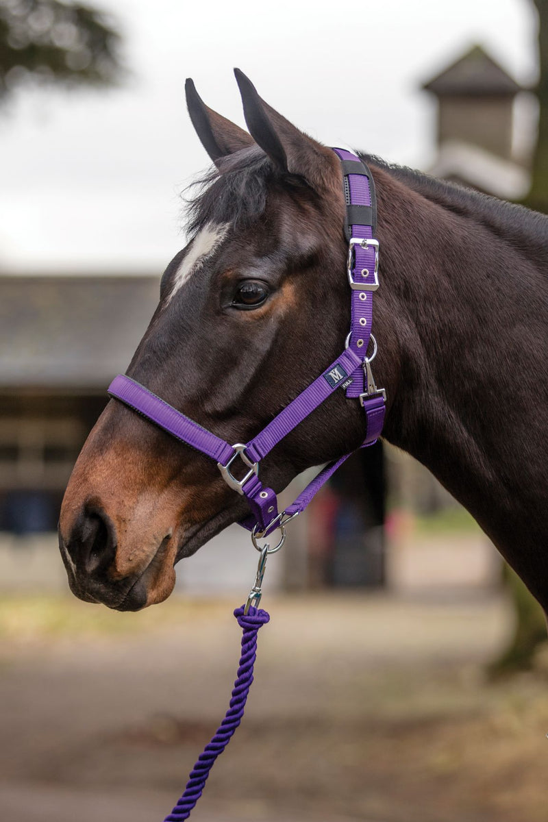 SALE!! Mark Todd Deluxe Padded Headcollar with Leadrope