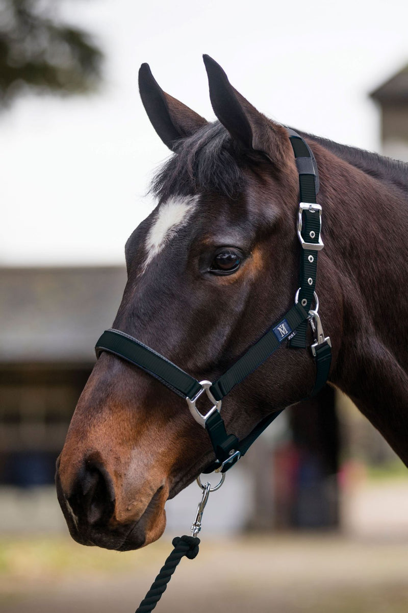 SALE!! Mark Todd Deluxe Padded Headcollar with Leadrope